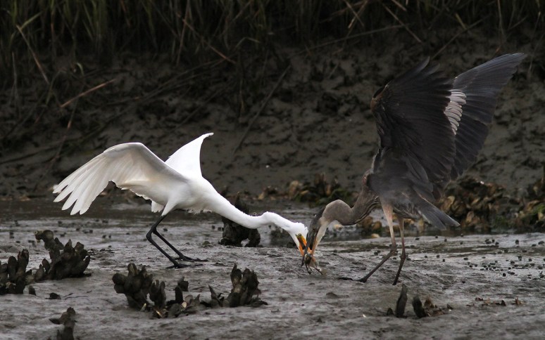 GBH Takes Fish From Egret