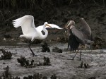 GBH Takes Fish From&nbsp;Egret
