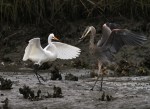 GBH Takes Fish From&nbsp;Egret