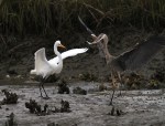 GBH Takes Fish From&nbsp;Egret
