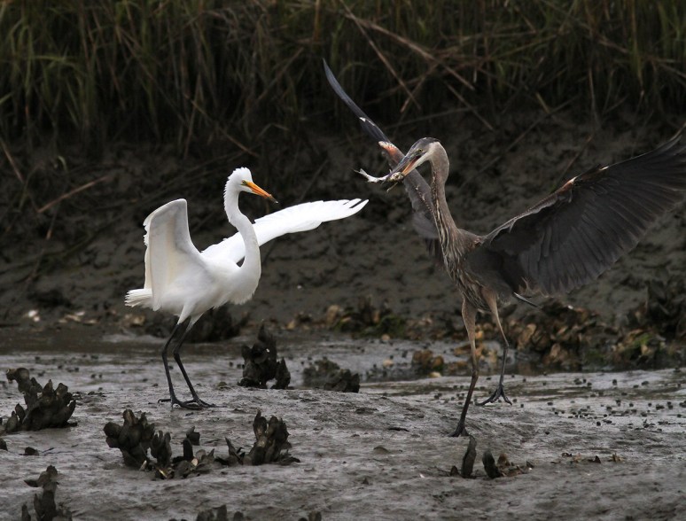 GBH Takes Fish From Egret