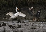 GBH Takes Fish From&nbsp;Egret