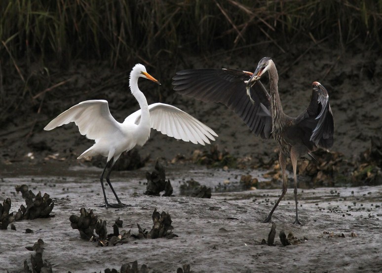 GBH Takes Fish From Egret