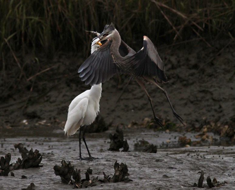 GBH Takes Fish From Egret