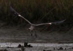 GBH Takes Fish From&nbsp;Egret