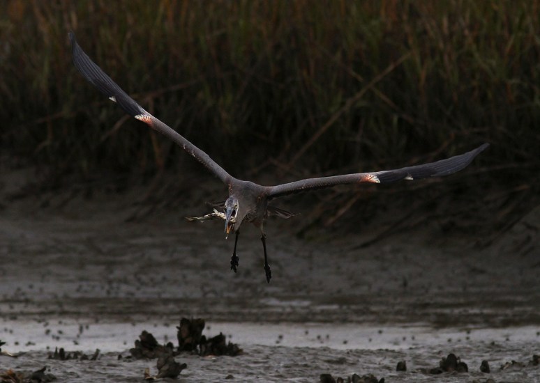GBH Takes Fish From Egret