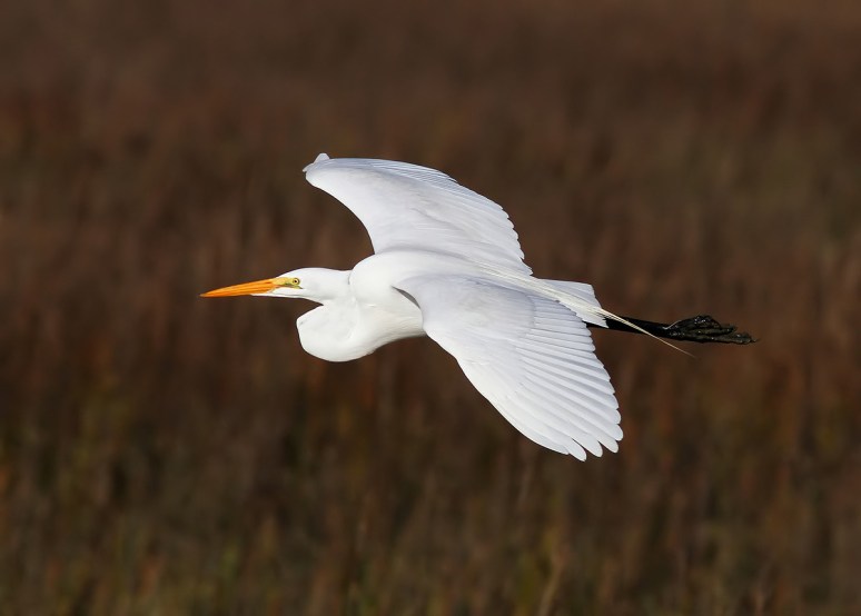 Great Egret
