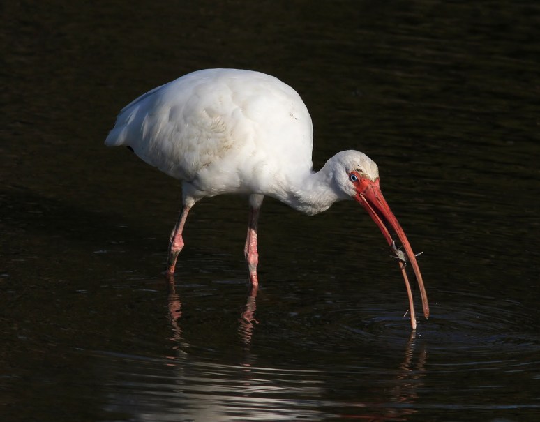 Ibis Catches Crab