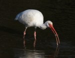 Ibis Catches Crab