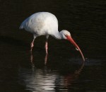 Ibis Catches Crab