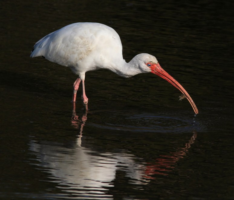 Ibis Catches Crab