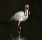 Ibis Catches Crab