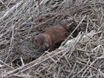 Mink in the Salt&nbsp;Marsh