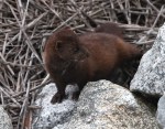 Mink in the Salt&nbsp;Marsh