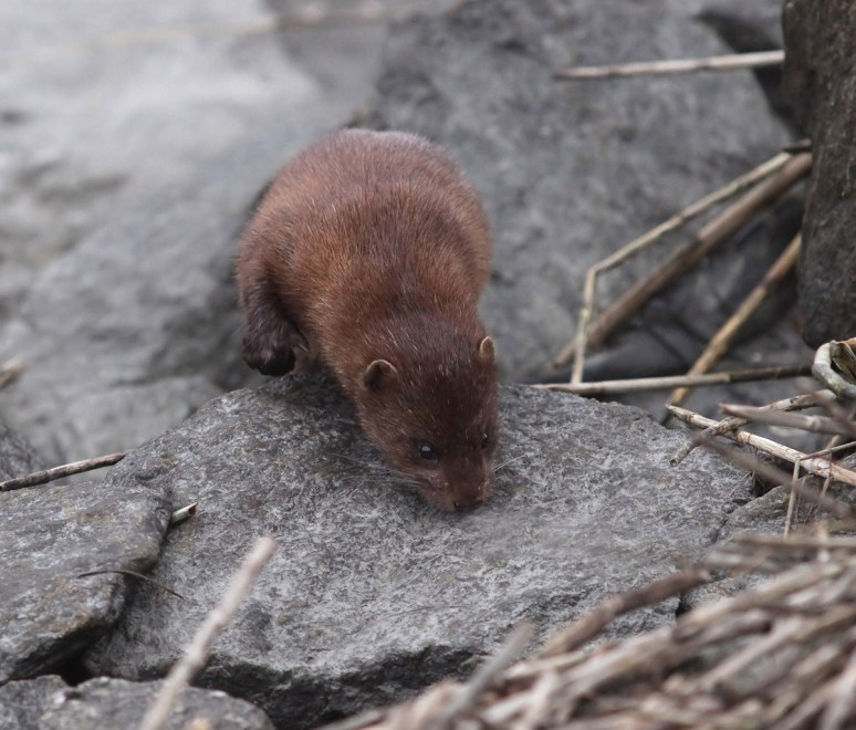 Mink in the Salt Marsh 
