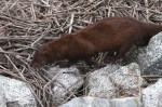 Mink in the Salt&nbsp;Marsh