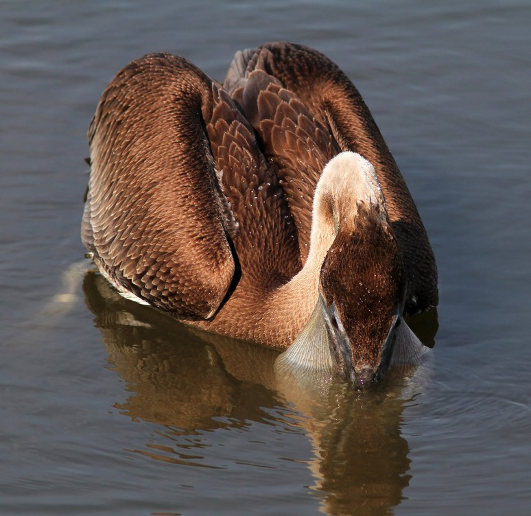 Pelican Fishing 