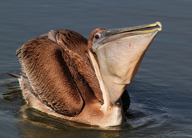 Pelican Fishing 