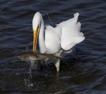 Radar Catches Big&nbsp;Fish