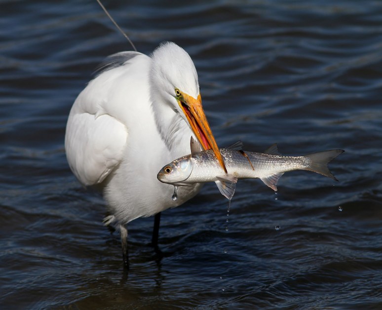 Radar Catches Big Fish 