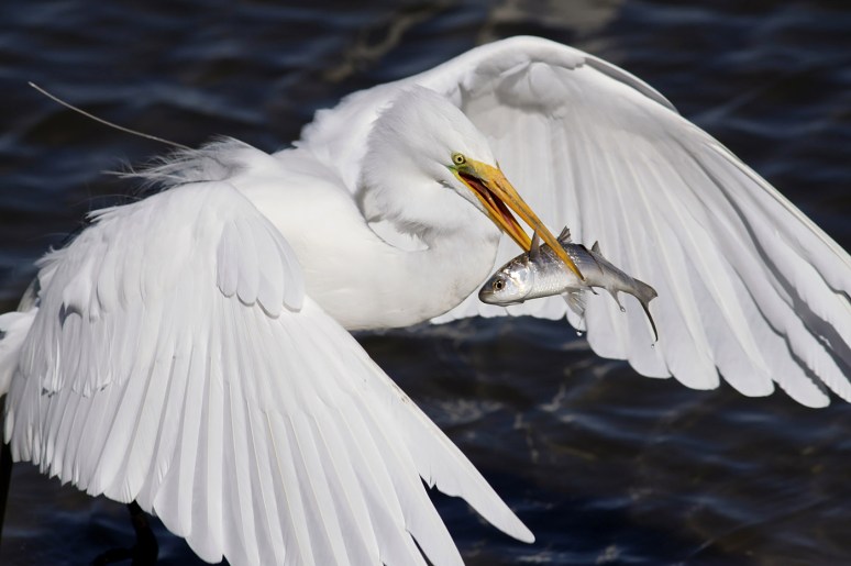 Radar Catches Big Fish 