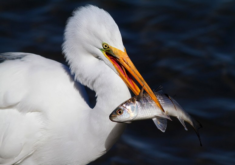Radar Catches Big Fish 
