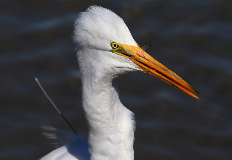 Radar Catches Big Fish 