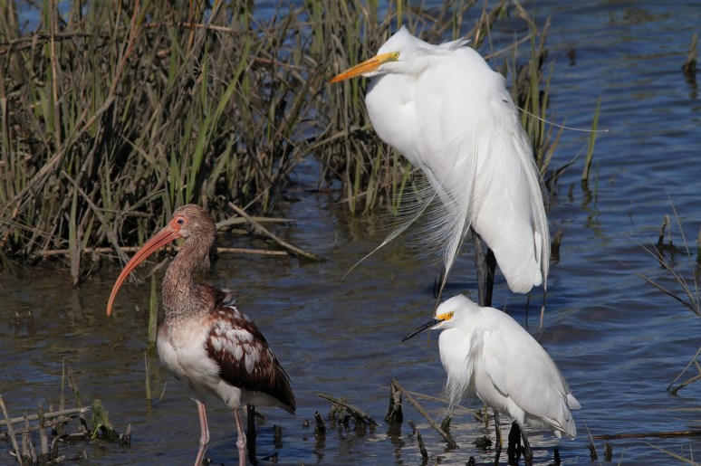 Radar with Ibis and Snowy