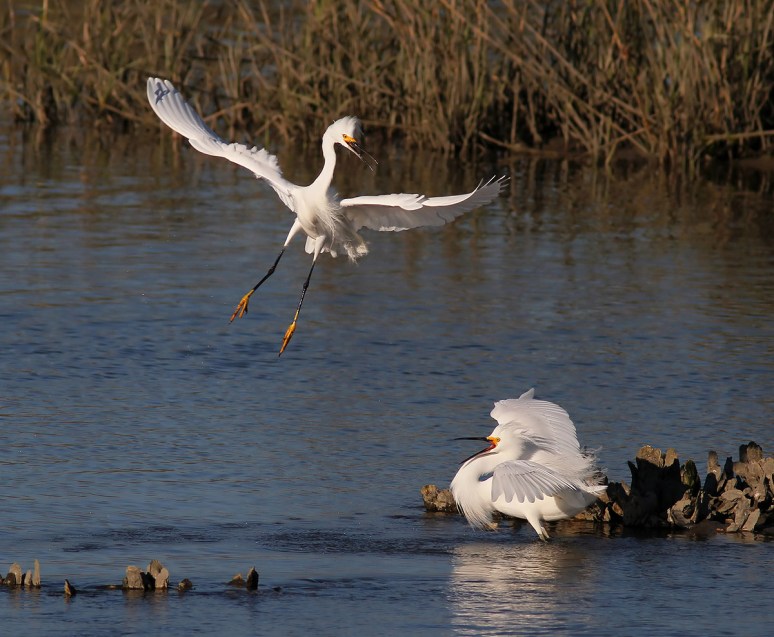 Snowys Fighting in the Marsh