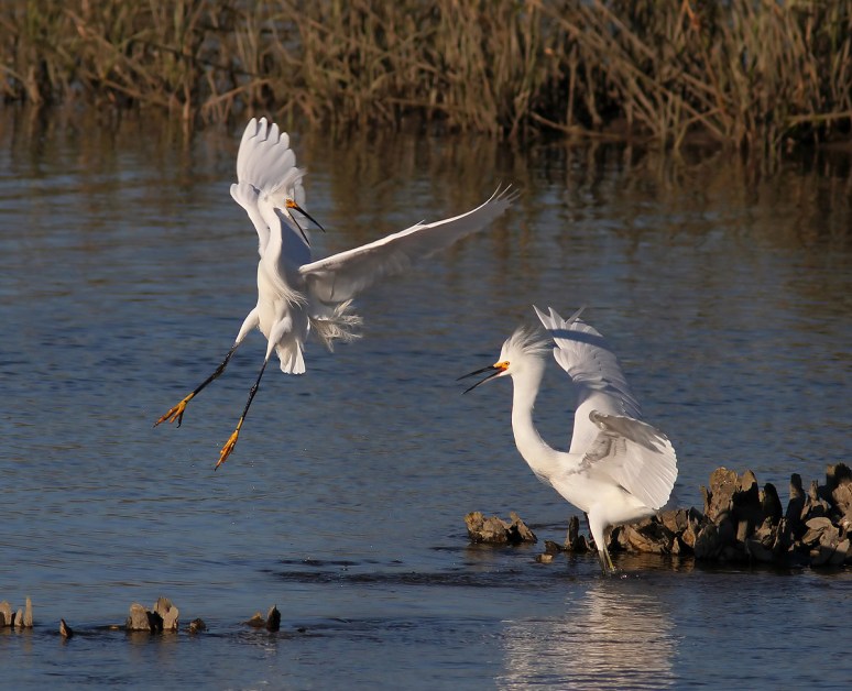Snowys Fighting in the Marsh