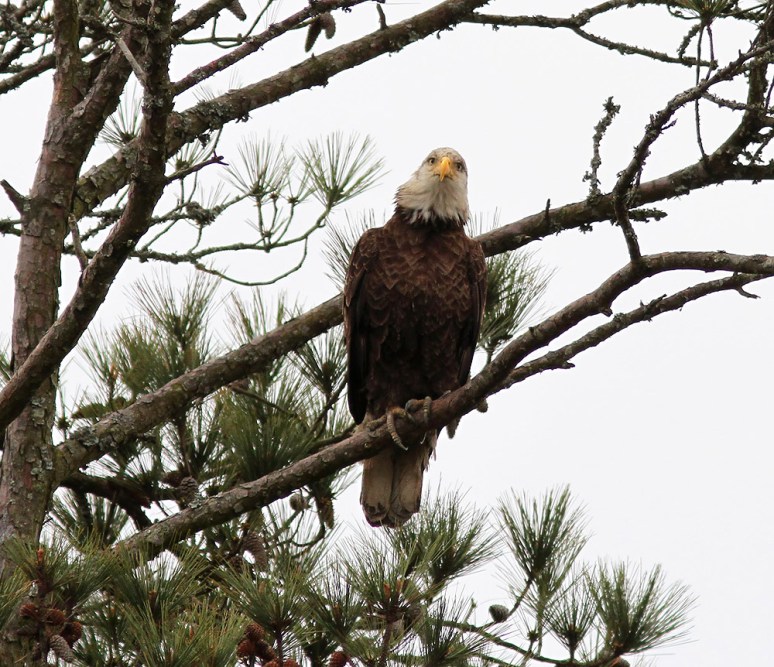 Yawning Eagle