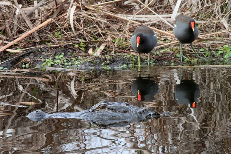 Alligator and Moorhens 