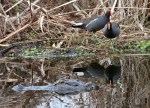 Alligator and Moorhens