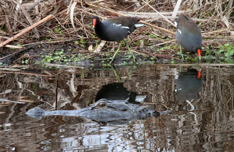Alligator and Moorhens 