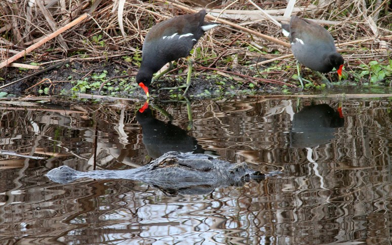 Alligator and Moorhens 