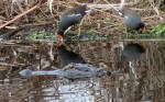 Alligator and Moorhens