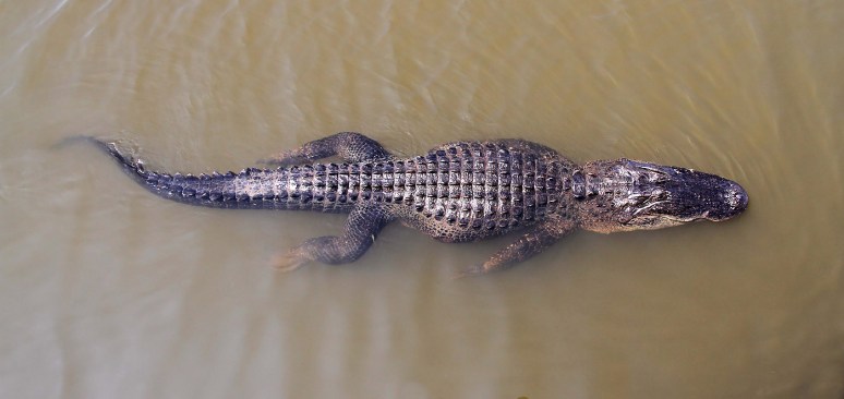 Alligator Overhead View