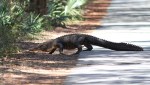 Alligator Walking Into&nbsp;Swamp