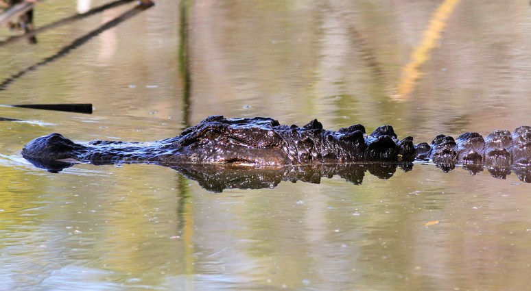 Alligator Walking Into Swamp 