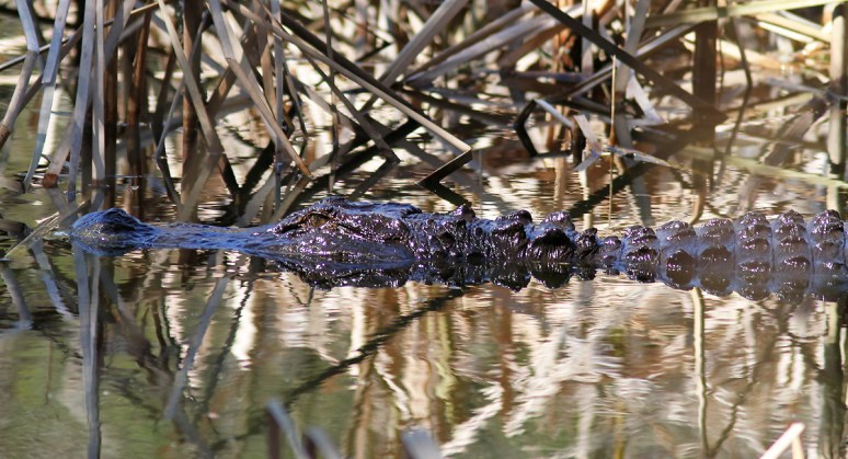 Alligator Walking Into Swamp 