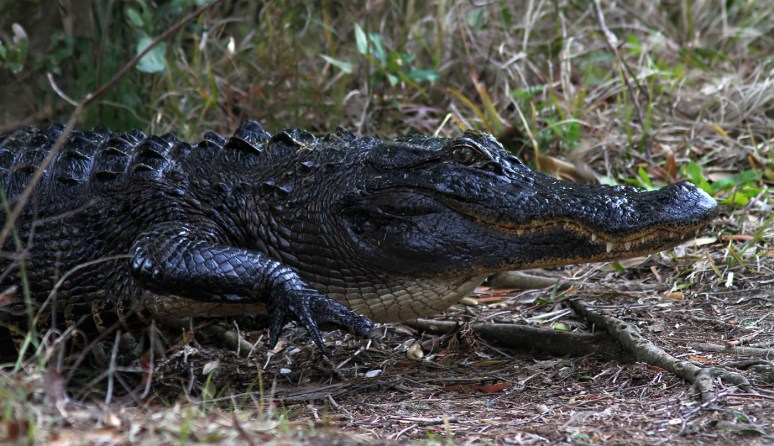 Alligator Walking