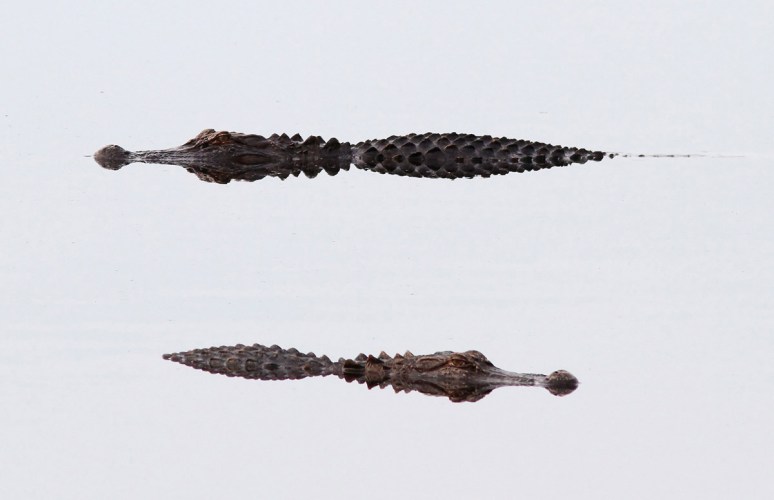 Alligators in the Swamp Grey Sky 