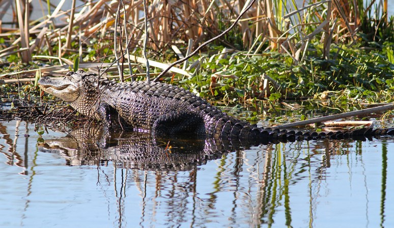 Alligators Morning in the Swamp 