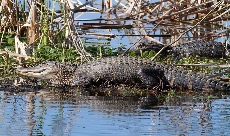Alligators Morning in the Swamp 