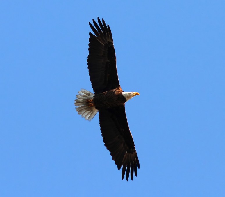 Bald Eagle