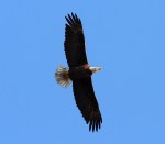 Bald Eagle Flight