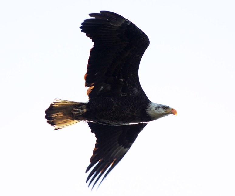 Bald Eagle Flight