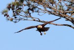 Bald Eagle Flying&nbsp;Off