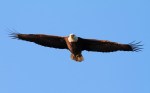 Bald Eagle Looking at&nbsp;Me