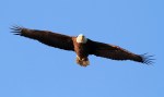 Bald Eagle Looking at&nbsp;Me